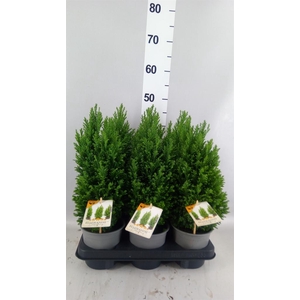 Chamaecyparis laws. 'Ellgrandii'