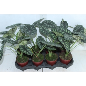 ALOCASIA DRAGON SCALE P12