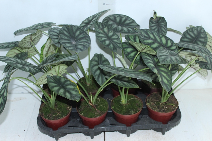 ALOCASIA DRAGON SCALE P12