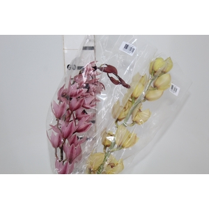 CYMBIDIUM MIDI