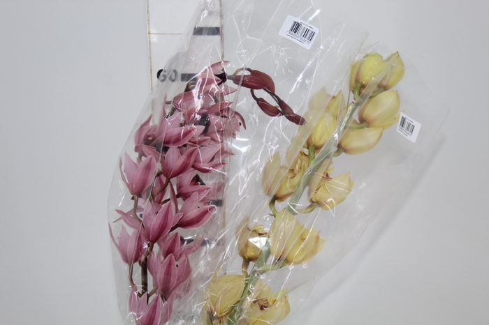 <h4>CYMBIDIUM MIDI</h4>