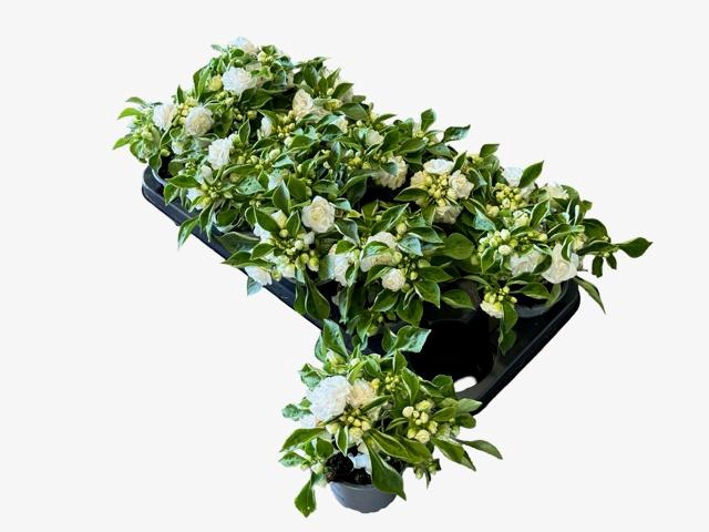 <h4>IMP FIESTA B WHITE</h4>