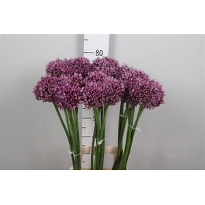 Allium Jasmine