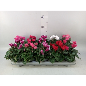 Cyclamen KL 'Verano'