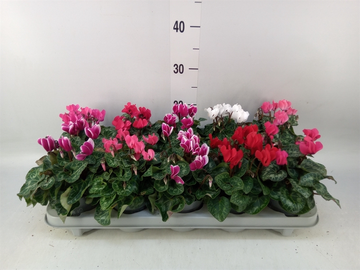 <h4>Cyclamen KL 'Verano'</h4>