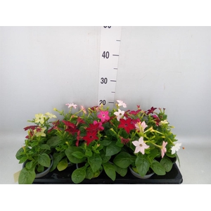 Nicotiana   ...mix