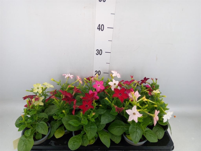 <h4>Nicotiana ...mix</h4>
