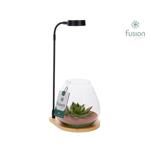 Bamboe plateau met LED licht lamp en vaas en Succulent