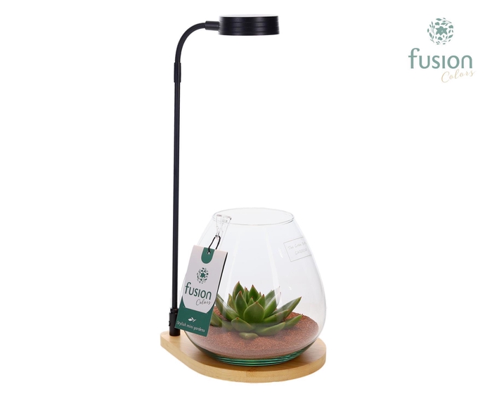 <h4>Bamboe plateau met LED licht lamp en vaas en Succulent</h4>