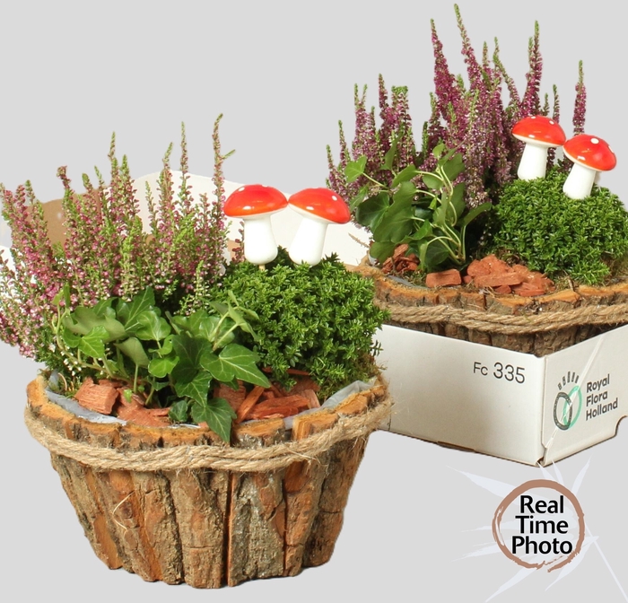 <h4>ARR TUINPLANTEN</h4>