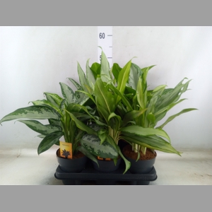 Aglaonema   ...mix