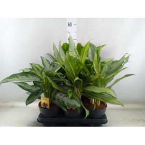 Aglaonema   ...mix