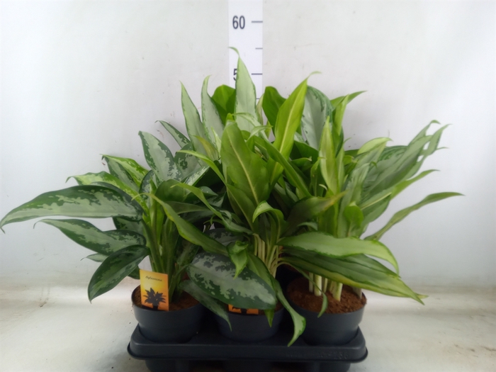 <h4>Aglaonema   ...mix</h4>