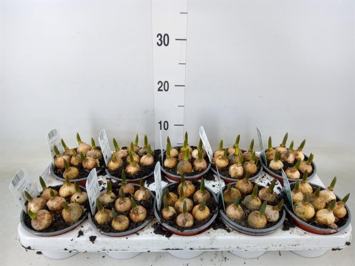 <h4>Muscari 'Esther'</h4>