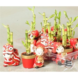 Dra Lucky Bamboo