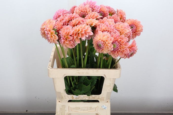 <h4>Dahl Lindas Baby</h4>