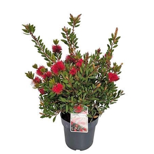 Callistemon Laevis Bush - 1153