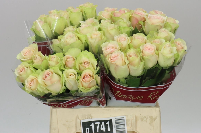 <h4>Rosa Gr La Belle</h4>