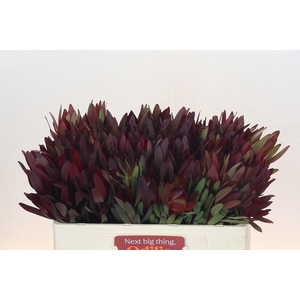 Leucadendron Saf Sunset Dark R.