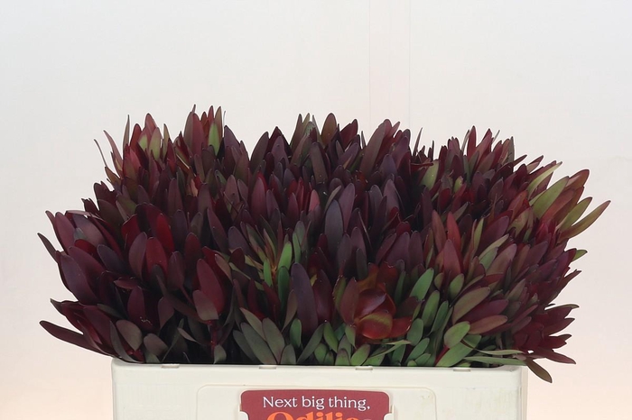 Leucadendron Saf Sunset Dark R.