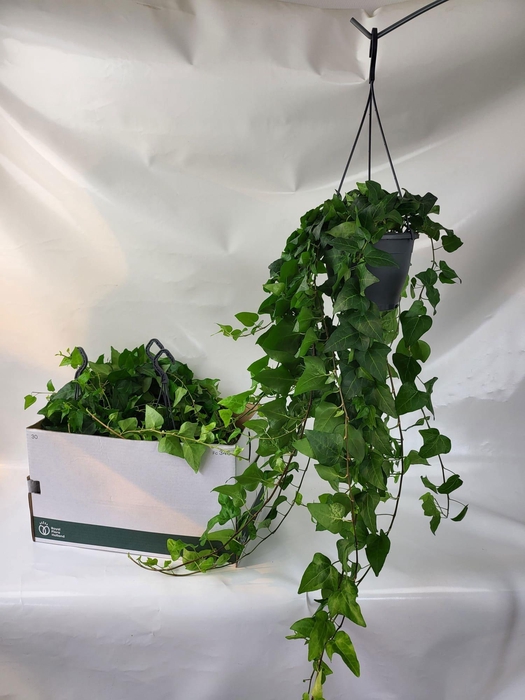 <h4>HED HE MEIN HERZ</h4>