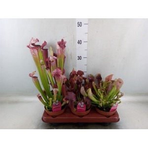 Sarracenia   ...