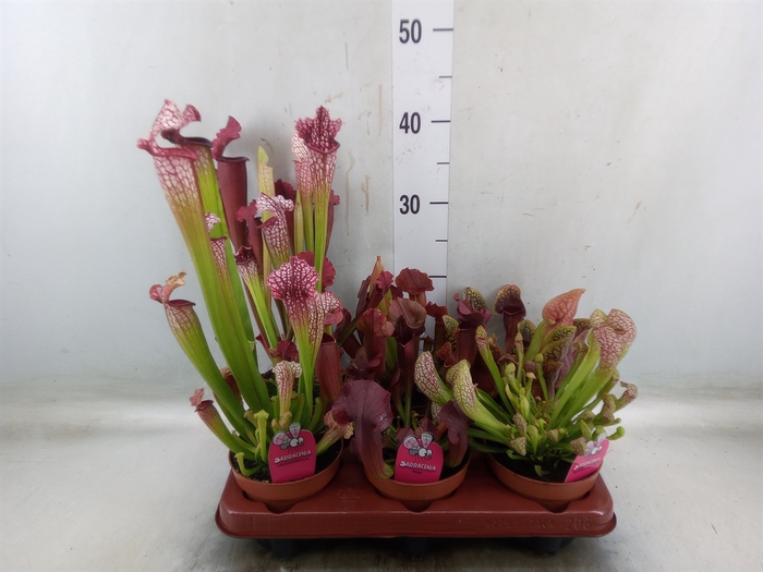 <h4>Sarracenia   ...</h4>