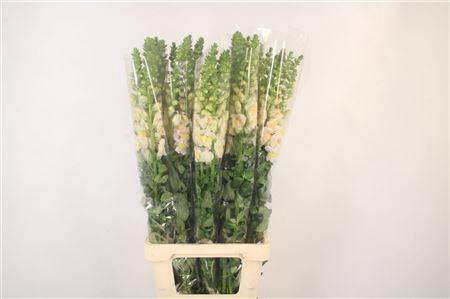 Antirrhinum It. Apricot