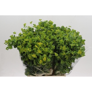 Bupleurum Griffithii