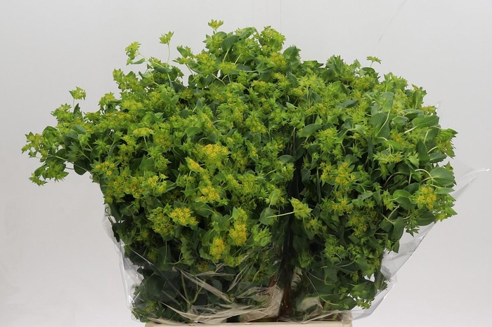 <h4>Bupleurum Griffithii</h4>