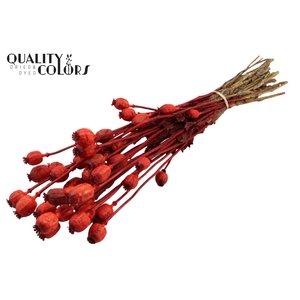 Papaver per bunch Red