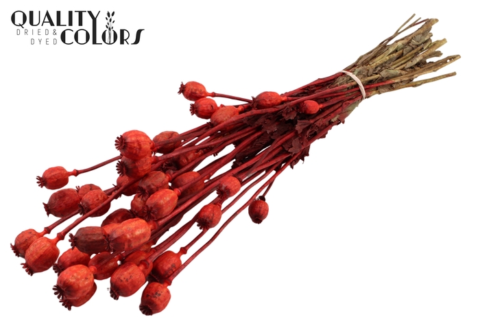 <h4>Papaver per bunch Red</h4>