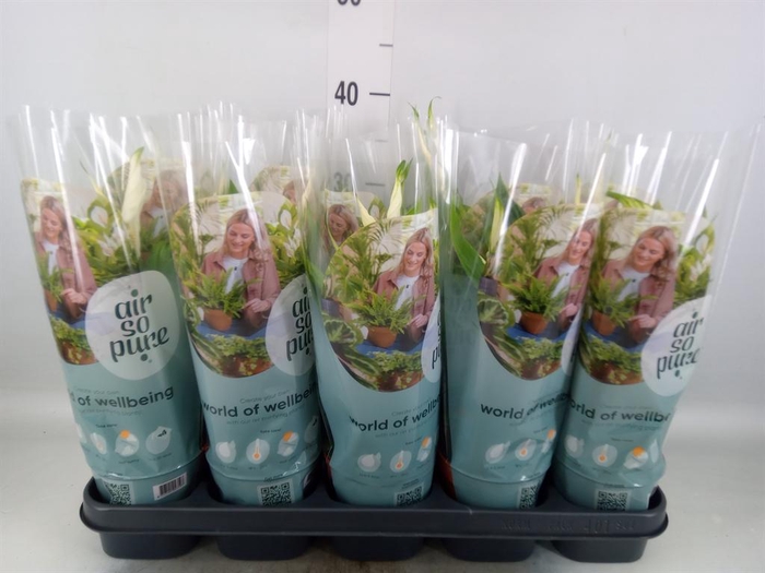 <h4>Spathiphyllum  'Torelli'</h4>