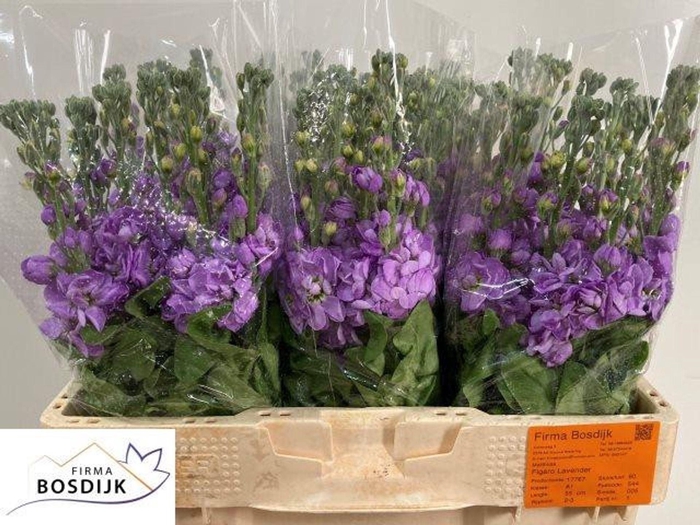 <h4>MATTHIOLA INCANA 'FIGARO LAVENDER'</h4>