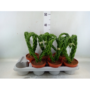 Sansevieria cyl.  ...