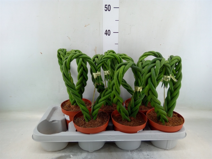 <h4>Sansevieria cyl.  ...</h4>