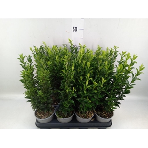 Euonymus japon. 'Green Spire'