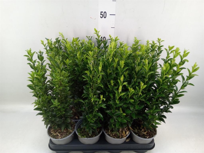 <h4>Euonymus japon. 'Green Spire'</h4>