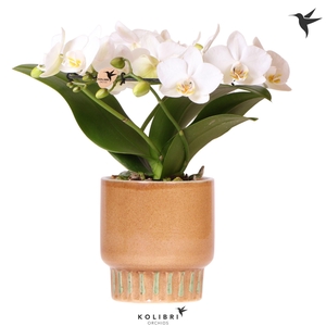 Kolibri Orchids Phalaenopsis Halo white in Bold cognac pot