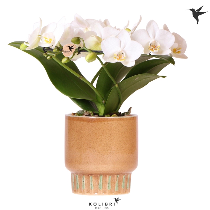 <h4>Kolibri Orchids Phalaenopsis Halo white in Bold cognac pot</h4>