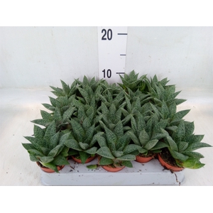 Gasteria
