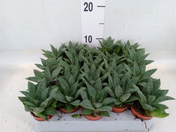 <h4>Gasteria</h4>