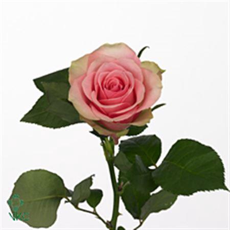 <h4>R Gr Belle Rose Bch (gg)</h4>