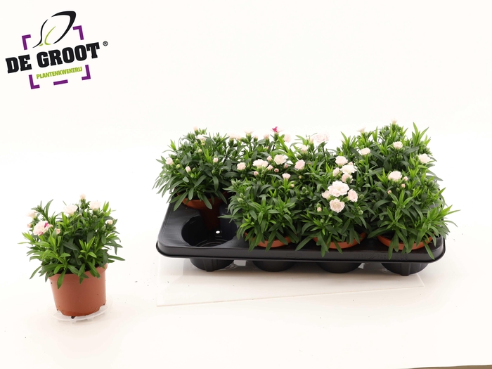 <h4>DIAN OSC WHITE RED</h4>