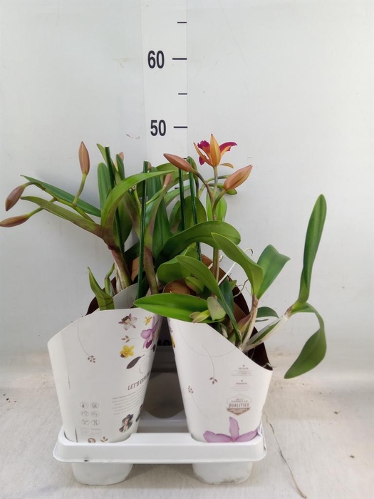 <h4>Cattleya   ...</h4>