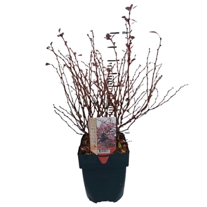 Berberis thunbergii 'Rose Glow' P17