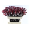 Leucadendron Saf Sunset Dark R.