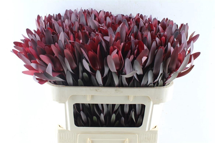 <h4>LEUCAD SAF SUNSET</h4>