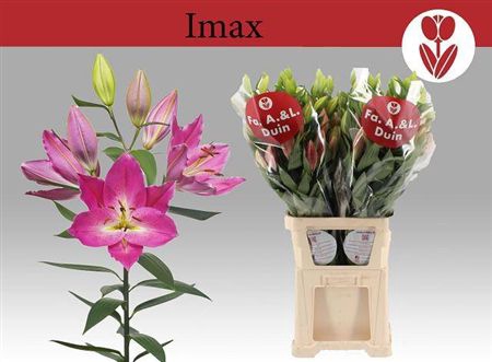 <h4>Li Or Imax</h4>