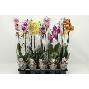 Gemengd A2 2-tak 60cm